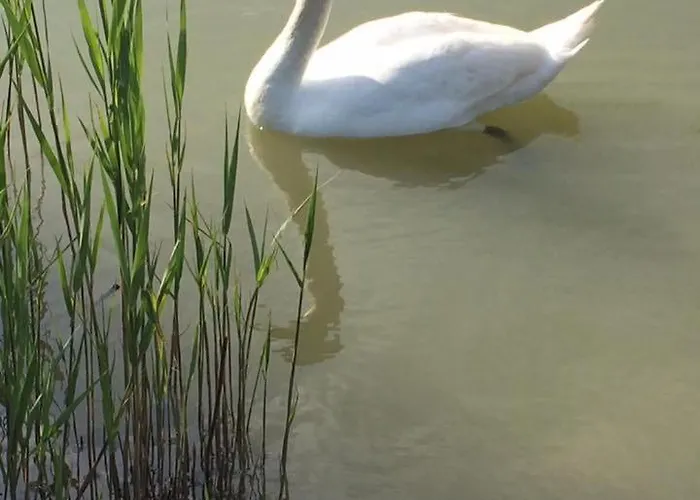 Velence Spa Apartman *